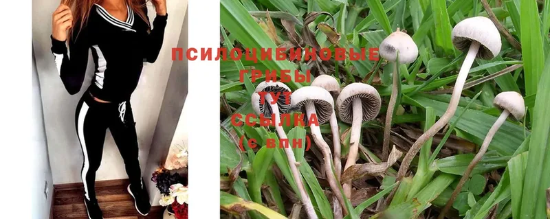 где купить   Белоозёрский  Галлюциногенные грибы Psilocybe 